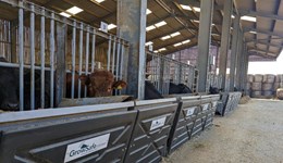 Breeding cattle that eat less